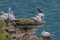 gannet, gannets, gulls-2